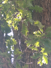 Quercus