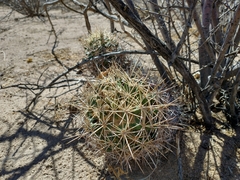Coryphantha robustispina scheeri