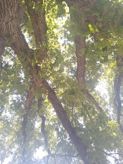 Quercus