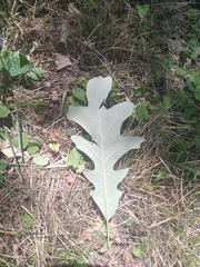 Quercus