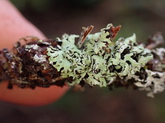 Hypogymnia lophyrea