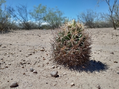 Coryphantha robustispina scheeri