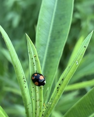 Harmonia axyridis