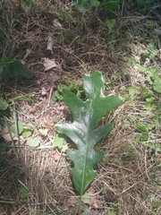 Quercus