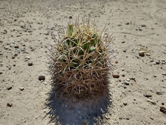 Coryphantha robustispina scheeri