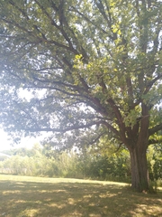 Quercus