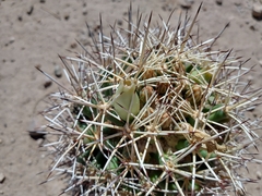 Coryphantha robustispina scheeri