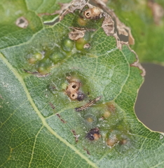 Melikaiella ostensackeni