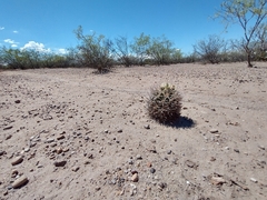 Coryphantha robustispina scheeri