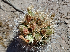 Coryphantha robustispina scheeri