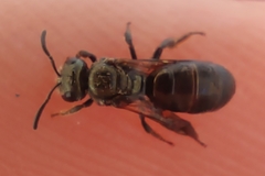 Lasioglossum nitidulum