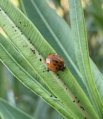 Harmonia axyridis