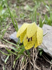 Fritillaria collina
