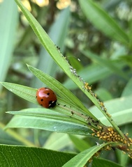 Coccinella septempunctata