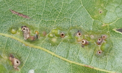 Melikaiella ostensackeni