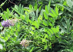 Wisteria frutescens