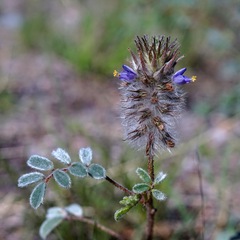Dalea lachnostachys
