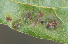 Melikaiella ostensackeni