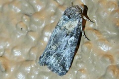 Aleptina inca