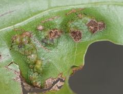 Melikaiella ostensackeni