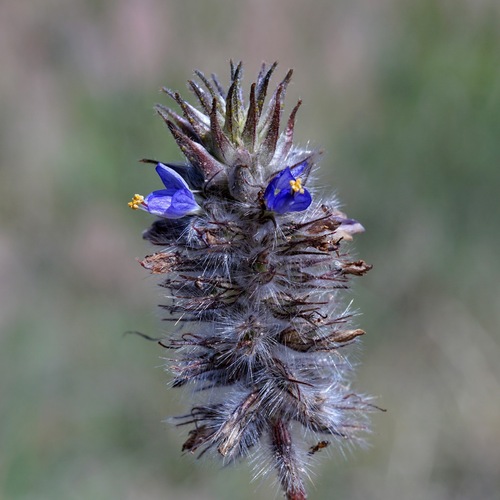 Image of Dalea lachnostachys by (c) Andrew Tree, some rights reserved (CC BY)