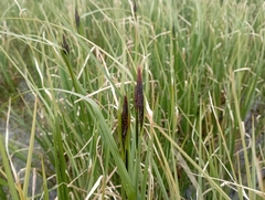 Carex aquatilis stans
