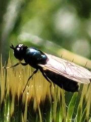 Microchrysa polita