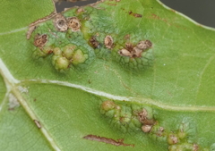 Melikaiella ostensackeni