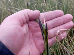 Carex aquatilis stans