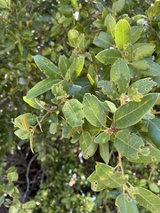 Quercus peninsularis