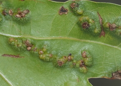 Melikaiella ostensackeni