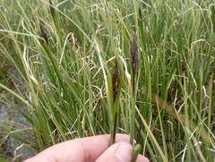 Carex aquatilis stans