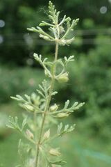Leucospora multifida