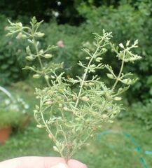 Leucospora multifida