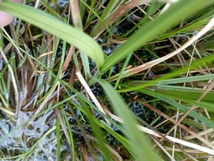 Carex aquatilis stans
