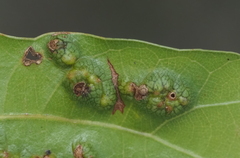 Melikaiella ostensackeni