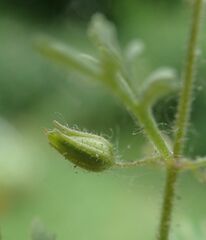 Leucospora multifida