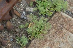 Leucospora multifida