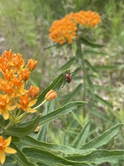 Tetraopes quinquemaculatus