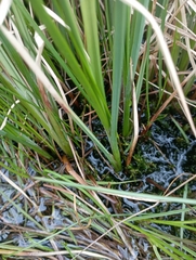Carex aquatilis stans