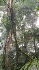 Prestoea
