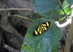 Cyllopoda claudicula