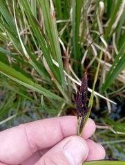 Carex aquatilis stans