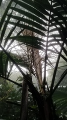 Prestoea
