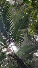 Prestoea