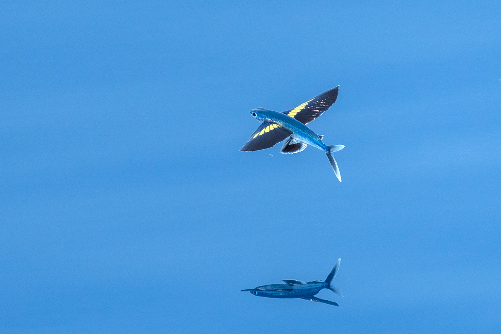 Blackspot Flyingfish