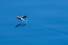 Cheilopogon abei