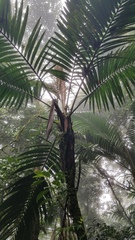 Prestoea