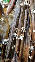 Prestoea