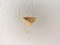 Helvibotys helvialis